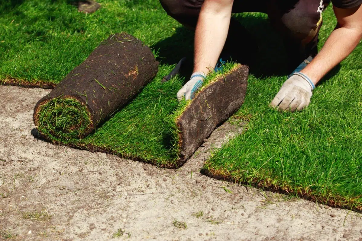 Sod Installation example 5